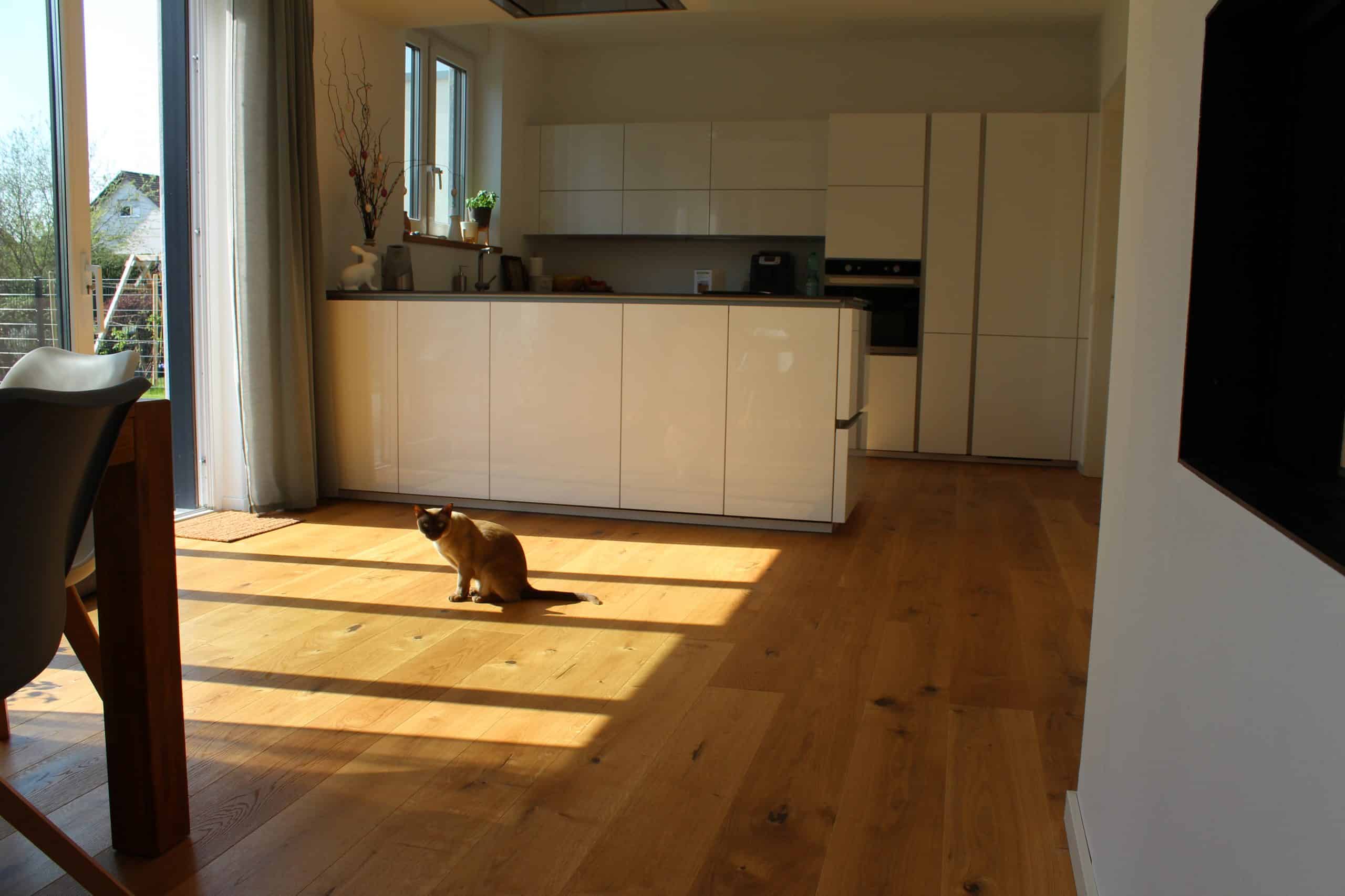 Eine moderne Küche mit weißen Küchenmöbeln, hellen Holzböden und einem großen Fenster, durch das Sonnenlicht strömt. Im Vordergrund sitzt eine Katze auf dem Boden und genießt die Sonnenstrahlen.